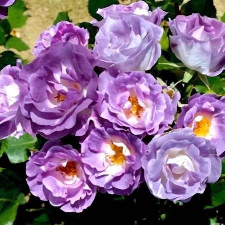 Seedling rose "Blue Form", tube, spring 2025