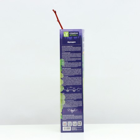 Grapes Arkady Spring 2024, 1 pc.-2