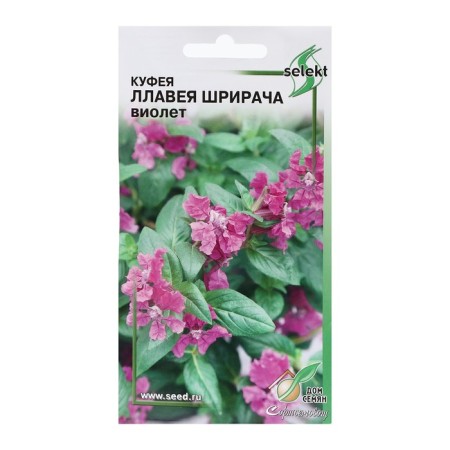 Kufui seeds "Llavavei Srirach", 3 pcs