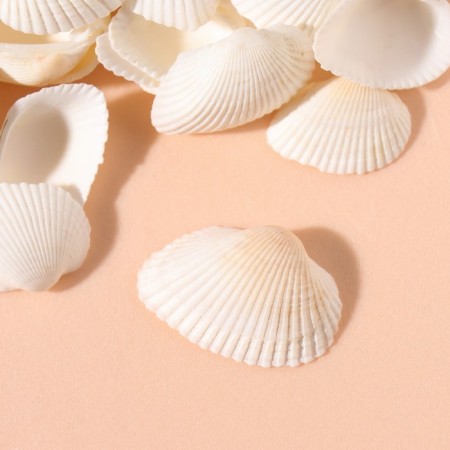 Natural decorative shells "White" set of 100 grams-1