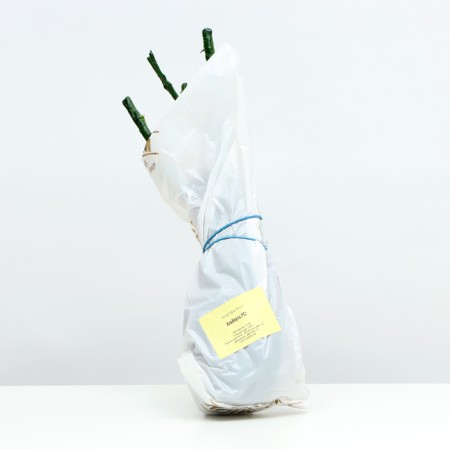 Alberta Rosa seedling, 1 pc, spring 2024-3