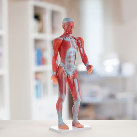 Matcage "Human Body", 82cm-1