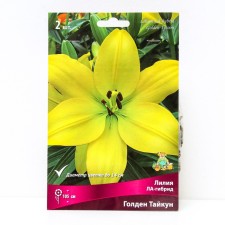 Liliya Lilia Hybrids Golden Taikun, 14/16 rr, 2 pcs. 105 h (cm), autumn 2024