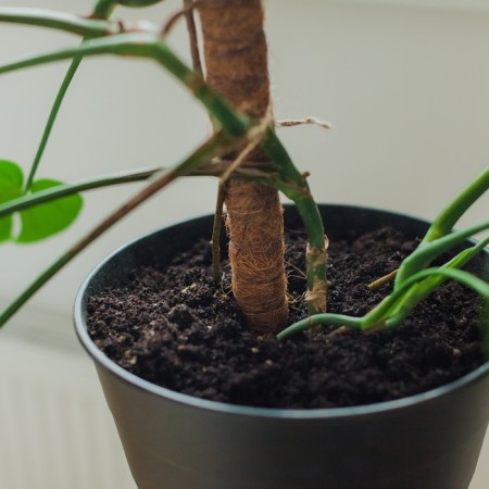 Pegs for garter plants, h = 50 cm, d = 2.5 cm, coconut, greengo-4