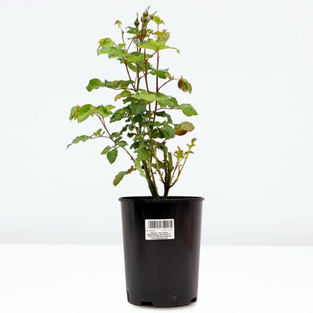 Celly Rosa seedling, pot of C4, summer 2024-1