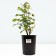 Celly Rosa seedling, pot of C4, summer 2024