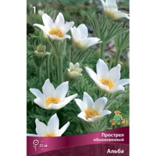 Feeling ordinary alba, rr I, 1 pc, spring 2025