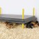 The heating panel, 40 × 60 cm, with a temperature regulator, for chickens, 62 watts, Comfort
