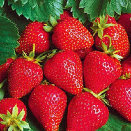 Frigaro Frigaro Strawberry seedling (9-15 mm), 5 pcs
