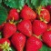 Frigaro Frigaro Strawberry seedling (9-15 mm), 5 pcs
