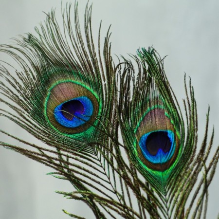Feather of peacock for decor, set of 3 pcs., Size 1 pc. - from 25 to 30 cm-4