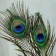 Feather of peacock for decor, set of 3 pcs., Size 1 pc. - from 25 to 30 cm