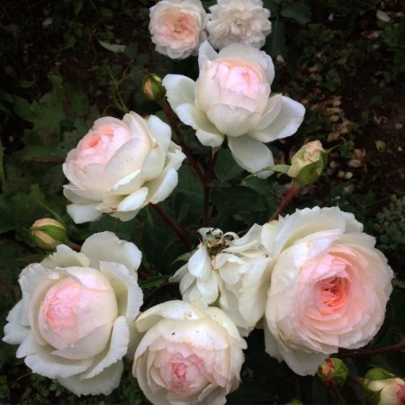 Sahenian Rosa "Stefani Baronin Tsu Guttenberg", tube, spring 2025