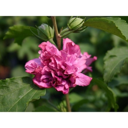 Sirian seedling Syrian "Duc de Brabant", pot P9, Summer 2024