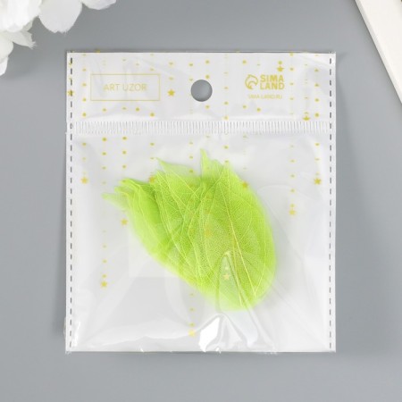 The leaves skeletoned for creativity are "green" set 20 pcs h = 6-6.5 cm-3
