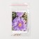 Flowers of Astra "Pot N Patio", Blue, Pan American, 10 pcs