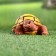 Garden figure "Turtle" 11x14x6cm ////