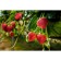 Strawberry Gardenia Alba NF 311, P9 Pot, 1 pc, summer 2024