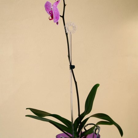 Support for orchids, h = 44 cm, plastic, transparent, mix