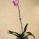 Support for orchids, h = 44 cm, plastic, transparent, mix