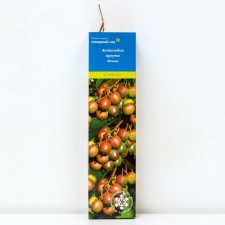 Actinidia Argut (Northern Garden series) 