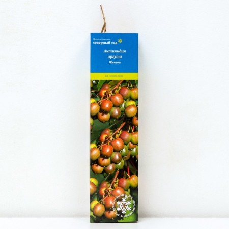 Actinidia Argut (Northern Garden series) "Geneva", 1 pc, tube, spring 2025
