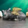 Piggy bank "Kitten Angel" 21x12cm, silver with gilding