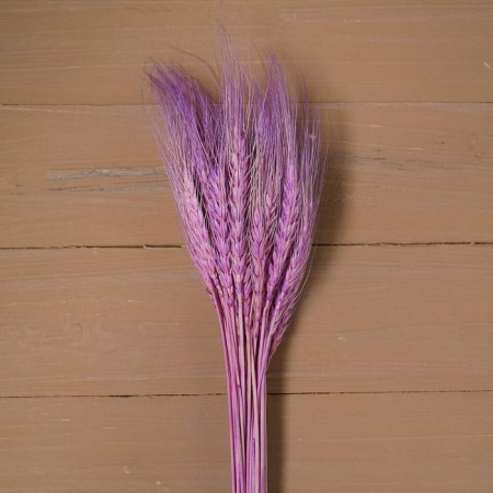 Dry Colossus of wheat, set 50 pcs., Purple color-2