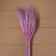 Dry Colossus of wheat, set 50 pcs., Purple color