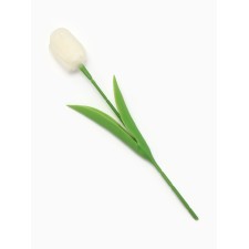 Soap white tulip in a box