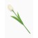 Soap white tulip in a box