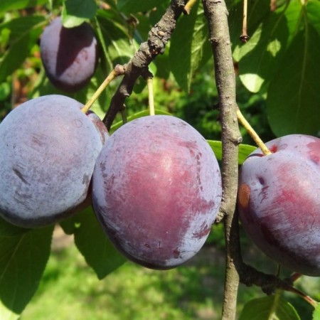 Saphenet Plum vaccinated Ksenia, pot 9*9*14, summer 2024