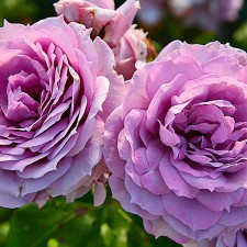 Seedling rose 