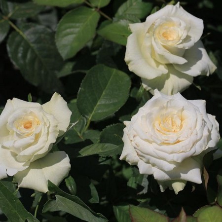 Seedling rose Magadi, tea-hybrid tea, pot 2 l., Summer 2024
