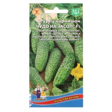 Seeds of cucumber 