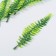 Decor for the creativity of "Nefrolepis sheet" set of 5 pcs green 16 cm
