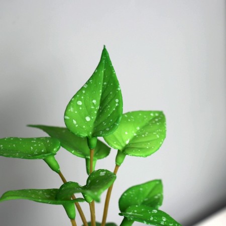 Bonsai in the Pot "Singonium Lux" (soft sheet) 13x6 cm, mix-1