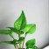 Bonsai in the Pot "Singonium Lux" (soft sheet) 13x6 cm, mix