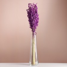 Set of dried flowers 