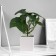 Bonsai "Filodendron indoor" 8x25 cm, green