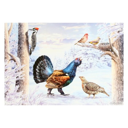 Demonstration paintings A3 "Wintering and migratory birds" Methodical material-3
