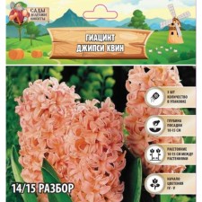 Giacinth Jeepsi Queen, rr 14/15, 3pcs, autumn 2024