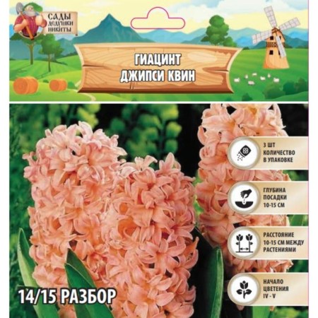 Giacinth Jeepsi Queen, rr 14/15, 3pcs, autumn 2024