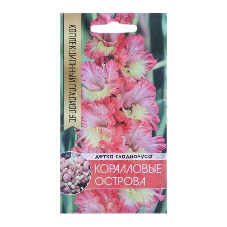 Clotnopochka gladiolus coral islands (tricolor), 5 pcs.