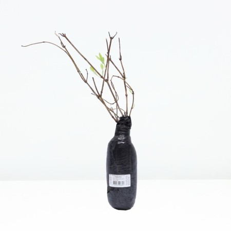 Honeysuckle Gekotta "Goldflam", tube, 1 pc, spring 2025-2