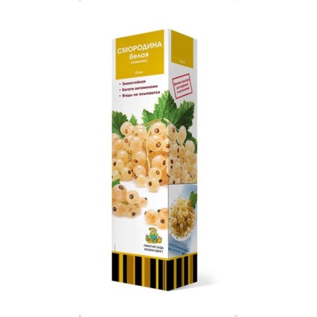 Currants of white promising varieties "cream", 1 pc, tube, spring 2025-3