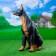 Garden figure "Doberman dog" Big sits 20*21*48 cm