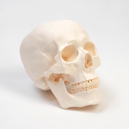 Model "Human Skull" 20*15*18cm-1