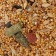Feed "Trust Friends" for small rodents, 500 g