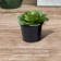 Pot for seedlings, 750 ml, d = 12 cm, h = 10.5 cm, black, Greengo